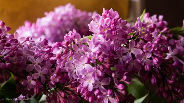 Lilas